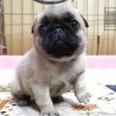 パグ