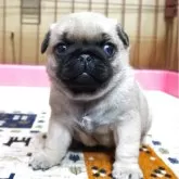 パグ