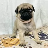 パグ