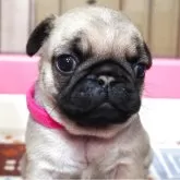 パグ