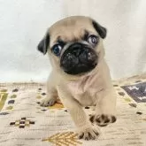 パグ