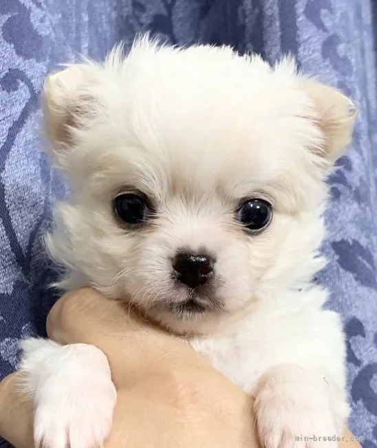 ID:2108-04049の子犬