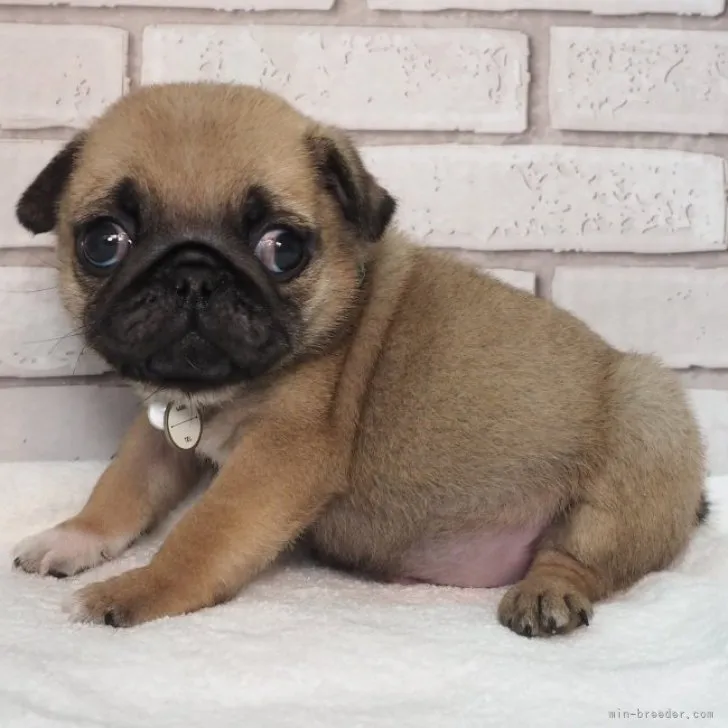 ID：2212-02352の子犬