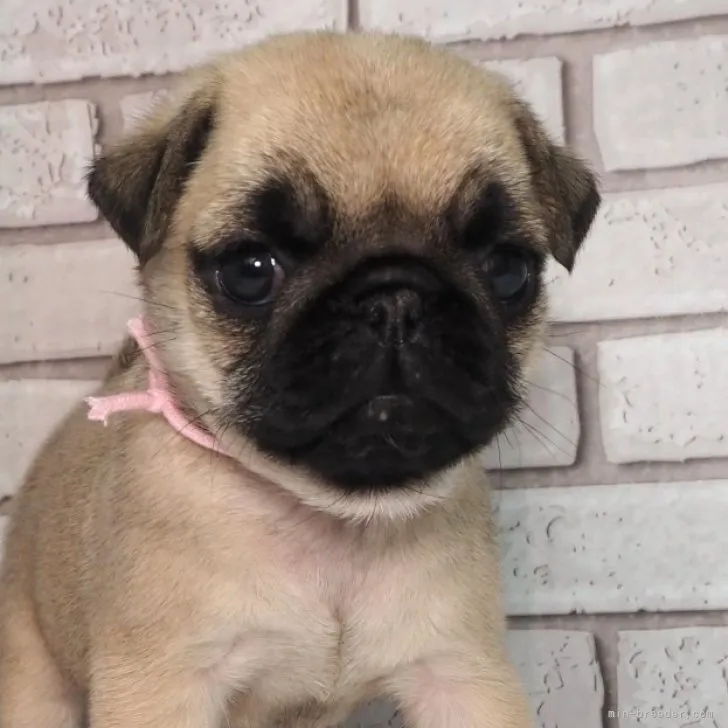 ID:2301-01431の子犬