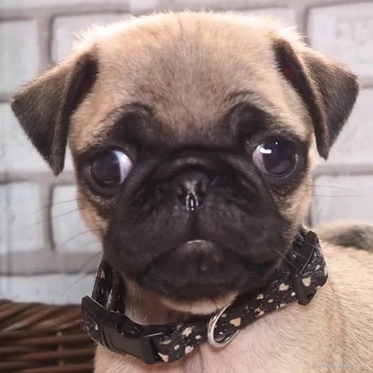 ID：2309-05743の子犬