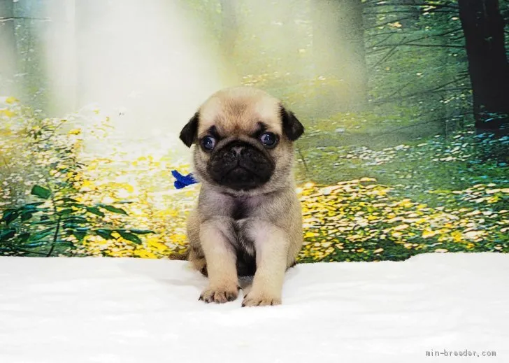 ID:2009-00831の子犬