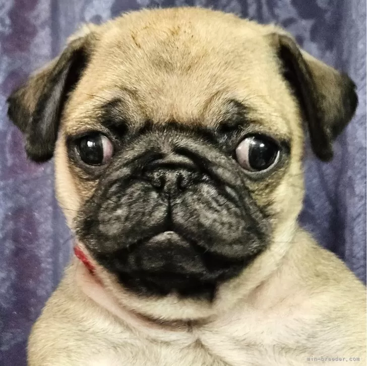 ID：2407-00793の子犬