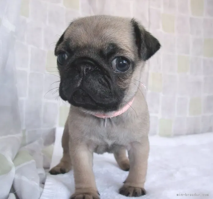 ID：1901-02936の子犬