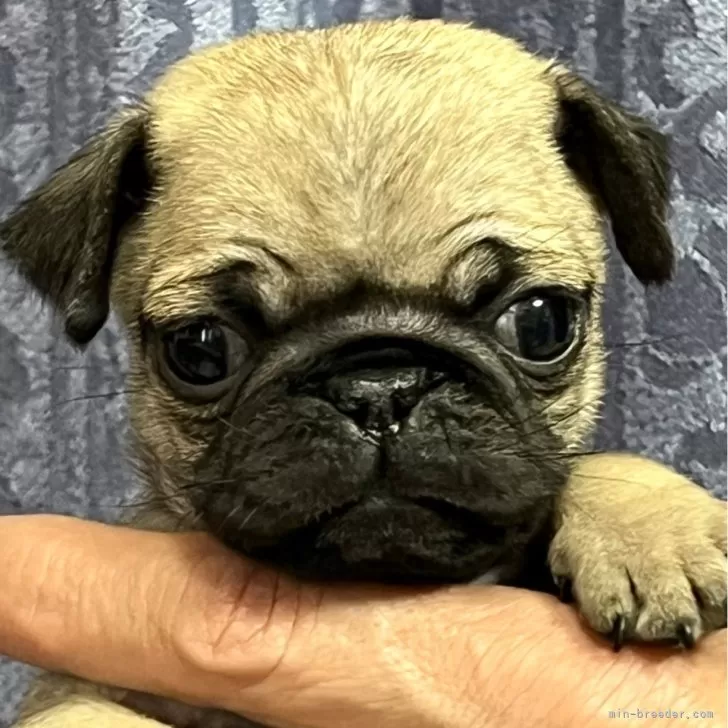 ID:2406-02993の子犬