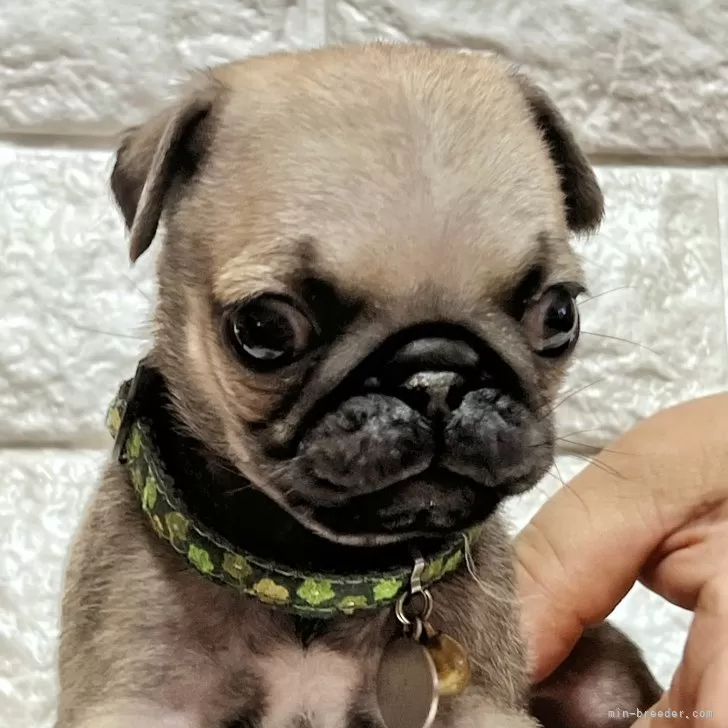 ID:2409-02869の子犬