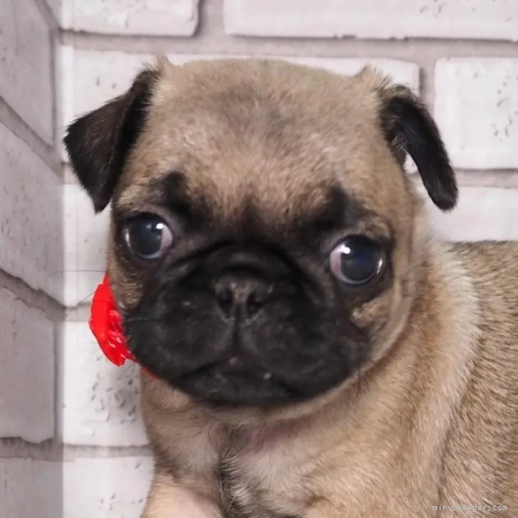 ID:2303-00775の子犬