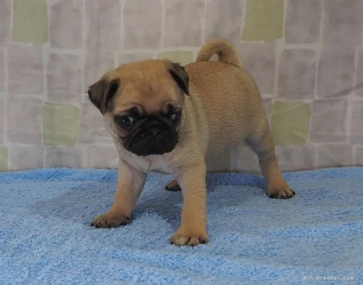 ID:2006-03067の子犬