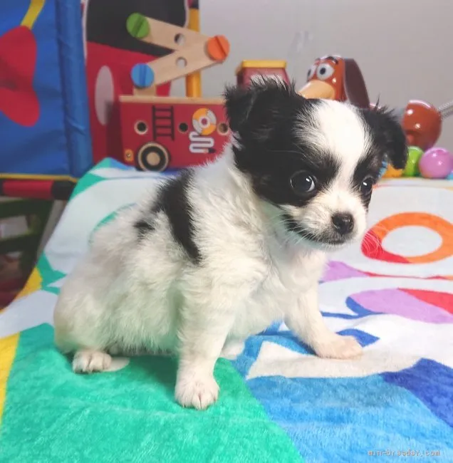ID：1906-03158の子犬