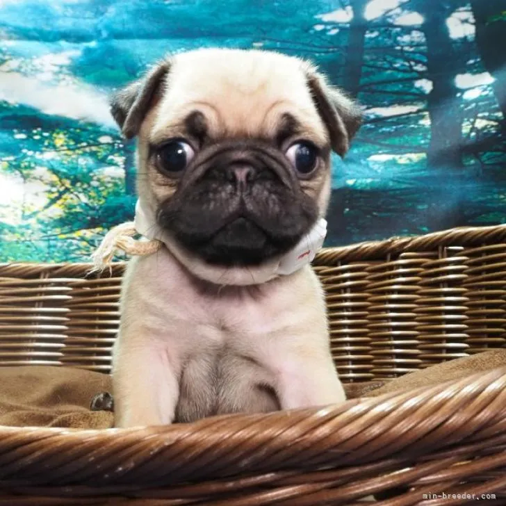たまこ 様のお迎えした子犬