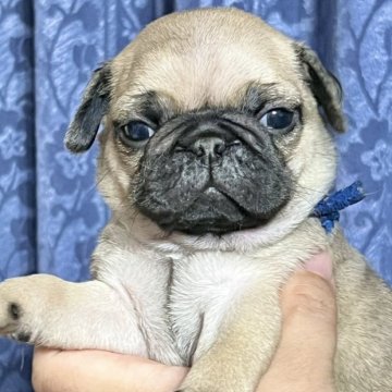 パグ【茨城県・男の子・2023年6月16日・フォーン】の写真「むっちりした男の子※DM発症のリスクはございません」