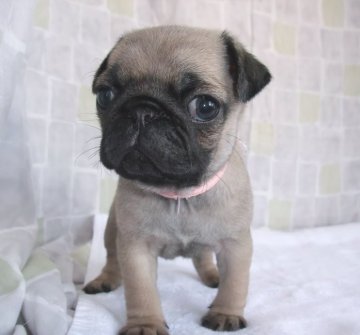 パグ【茨城県・女の子・2018年12月14日・フォーン】の写真「小振りな女の子」