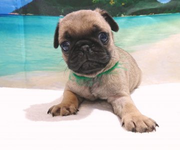 パグ【茨城県・男の子・2019年6月11日・フォーン】の写真「小柄な男の子」