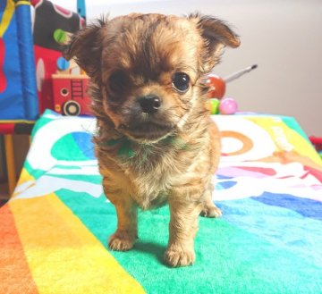 チワワ(ロング)【茨城県・男の子・2019年6月2日・セーブル(レッド系)】の写真「23日で取り下げます」