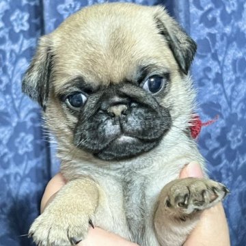 パグ【茨城県・女の子・2023年6月16日・フォーン】の写真「むちっとした女の子※DM発症のリスクはございません」