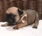 パグ【茨城県・女の子・2024年6月9日・フォーン】の写真2