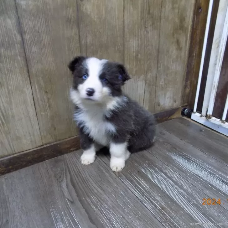 ID:2412-07849の子犬