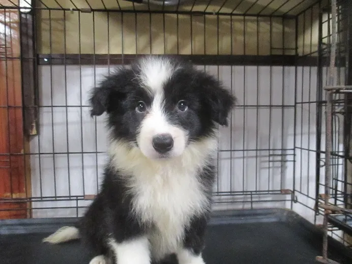 ポチ 様のお迎えした子犬