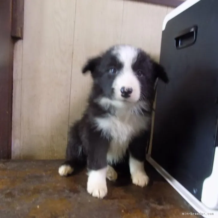 ID：2302-00806の子犬