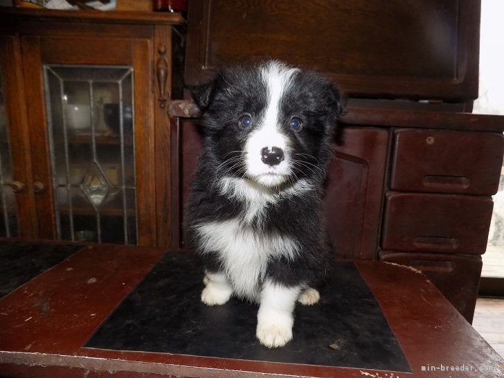 ID:1702-01043の子犬