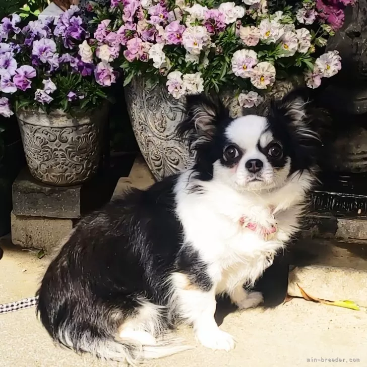 ID:2404-04564の子犬