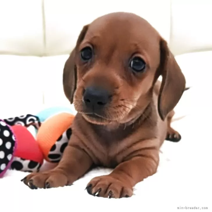 Y.H 様のお迎えした子犬