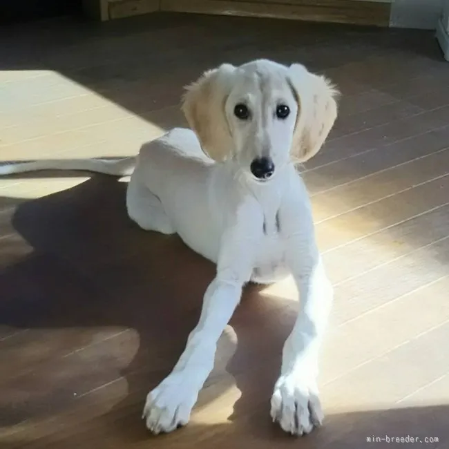 ID:1512-00098の子犬