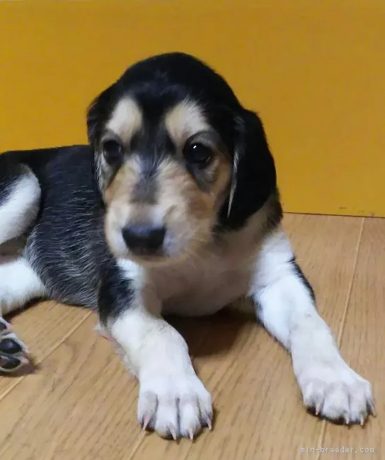 junjun 様のお迎えした子犬