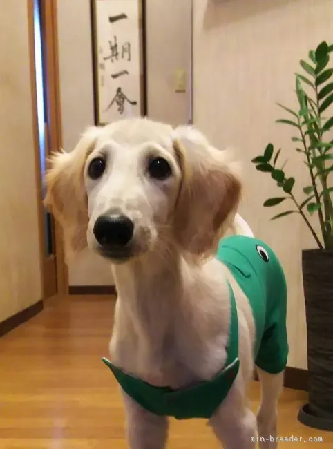 taremimi 様のお迎えした子犬