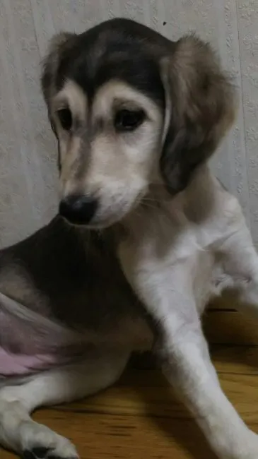 ID：1610-00018の子犬