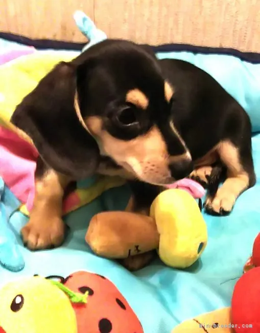 ID:1809-02112の子犬