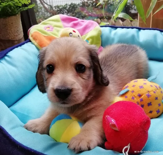 クッキー 様のお迎えした子犬