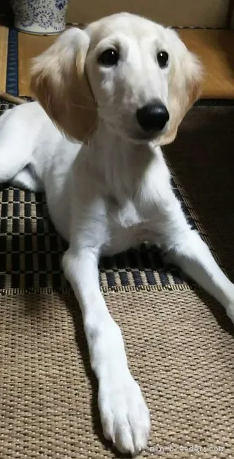 かなとし28 様のお迎えした子犬