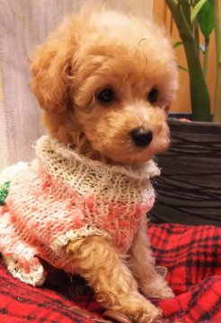 トイプードル(タイニー)【埼玉県・男の子・2018年8月13日・アプリコット】の写真「ふわふわ女の子のように優しいお顔💖」