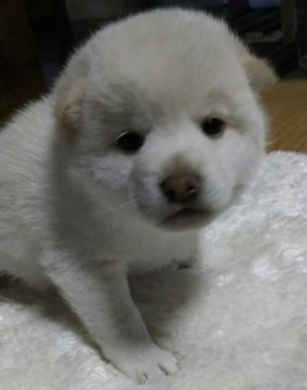 柴犬(標準サイズ)【埼玉県・男の子・2017年4月17日・白】の写真「コロコロ可愛い男の子❗」