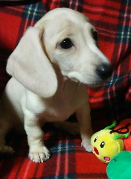 ミニチュアダックスフンド(スムース)【埼玉県・女の子・2018年8月6日・イエロー】の写真「希少なスムースダックス💕毛色はイエロー💖」