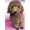 トイプードル(トイ)【静岡県・男の子・2025年6月2日・レッド】の写真7