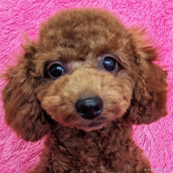 T.S 様のお迎えした子犬