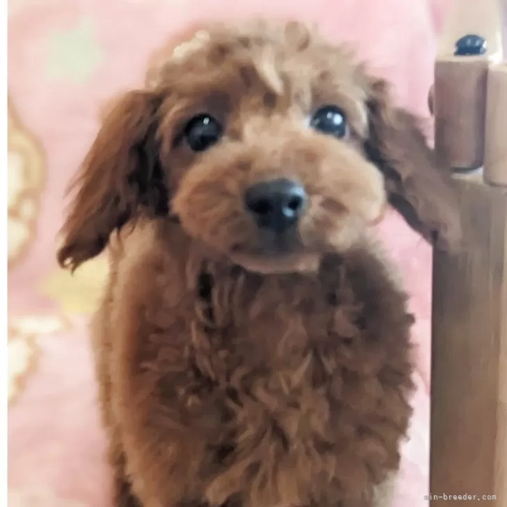 ID:2501-07098の子犬