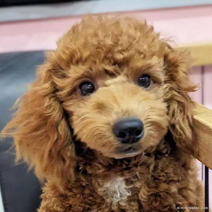 ID：2408-04763の子犬