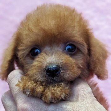 ミックス(トイプードル×ミックス)【静岡県・女の子・2025年8月25日・レッド】の写真「うるうるお目々が可愛い小ぶりな女の子です」