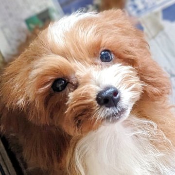 ミックス(ミックス×トイプードル)【静岡県・男の子・2025年6月1日・レッド】の写真「凛々しいお顔の小ぶりで活発な男の子です🍀」