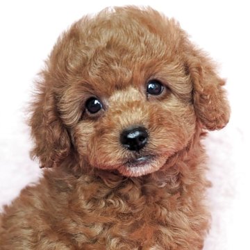 トイプードル(トイ)【静岡県・男の子・2025年9月17日・レッド】の写真「お目々くりくりです」
