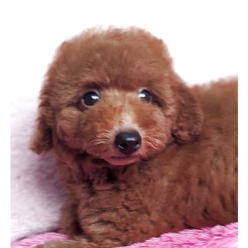 トイプードル(トイ)【静岡県・男の子・2025年6月2日・レッド】の写真「優しいお顔の男の子です✨」