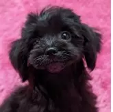 ヨープー(ヨークシャーテリア×トイプードル)【静岡県・男の子・2024年7月24日・ブラック&ホワイト】の写真1「可愛く成長中です✨」