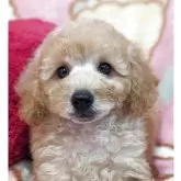 ミックス(ミックス×トイプードル)【静岡県・男の子・2025年3月15日・アプリコット】の写真1「まん丸お目々が可愛いです可愛く成長中です」